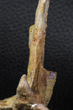07740 - Top Rare 2.86 Inch Unidentified Dinosaur Partial Vertebra Bone Cretaceous KemKem