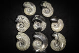 22149 - Great Collection of 8 Polished Goniatites Devonian Cephalopod