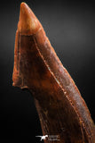 06087 - Top Quality 2.31 Inch Onchopristis numidus Cretaceous Sawfish Rostral Tooth