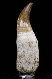 20762 - Top Quality 2.46 Inch Rooted Eremiasaurus heterodontus (Mosasaur) Tooth Cretaceous