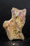 07740 - Top Rare 2.86 Inch Unidentified Dinosaur Partial Vertebra Bone Cretaceous KemKem