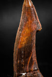 06087 - Top Quality 2.31 Inch Onchopristis numidus Cretaceous Sawfish Rostral Tooth