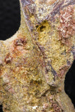 07740 - Top Rare 2.86 Inch Unidentified Dinosaur Partial Vertebra Bone Cretaceous KemKem