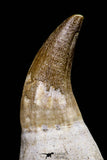 20762 - Top Quality 2.46 Inch Rooted Eremiasaurus heterodontus (Mosasaur) Tooth Cretaceous