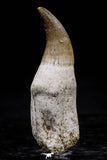20762 - Top Quality 2.46 Inch Rooted Eremiasaurus heterodontus (Mosasaur) Tooth Cretaceous