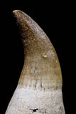 20762 - Top Quality 2.46 Inch Rooted Eremiasaurus heterodontus (Mosasaur) Tooth Cretaceous