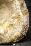 22176 - Extraordinary 6.89 Inch Kem Kem Unidentified Dinosaur Complete Dorsal Vertebra Bone