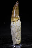 20763 - Top Quality 2.46 Inch Rooted Eremiasaurus heterodontus (Mosasaur) Tooth Cretaceous