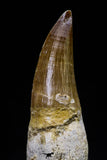 20763 - Top Quality 2.46 Inch Rooted Eremiasaurus heterodontus (Mosasaur) Tooth Cretaceous