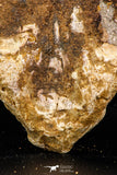 07741 - Beautiful 8.62 Inch Partial Unidentified Crocodile Frontal Skull Bone Late Cretaceous
