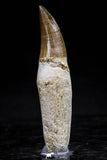 20763 - Top Quality 2.46 Inch Rooted Eremiasaurus heterodontus (Mosasaur) Tooth Cretaceous