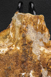 07741 - Beautiful 8.62 Inch Partial Unidentified Crocodile Frontal Skull Bone Late Cretaceous