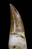20763 - Top Quality 2.46 Inch Rooted Eremiasaurus heterodontus (Mosasaur) Tooth Cretaceous
