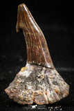 06089 - Well Preserved 1.14 Inch Juvenile Onchopristis numidus Cretaceous Sawfish Rostral Tooth