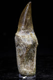 20764 - Top Quality 2.29 Inch Rooted Eremiasaurus heterodontus (Mosasaur) Tooth Cretaceous