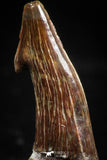 06089 - Well Preserved 1.14 Inch Juvenile Onchopristis numidus Cretaceous Sawfish Rostral Tooth