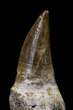 20764 - Top Quality 2.29 Inch Rooted Eremiasaurus heterodontus (Mosasaur) Tooth Cretaceous