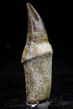 20764 - Top Quality 2.29 Inch Rooted Eremiasaurus heterodontus (Mosasaur) Tooth Cretaceous