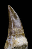 20764 - Top Quality 2.29 Inch Rooted Eremiasaurus heterodontus (Mosasaur) Tooth Cretaceous