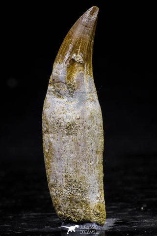 20765 - Top Quality 1.98 Inch Rooted Eremiasaurus heterodontus (Mosasaur) Tooth Cretaceous