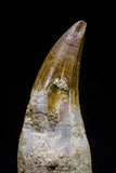 20765 - Top Quality 1.98 Inch Rooted Eremiasaurus heterodontus (Mosasaur) Tooth Cretaceous