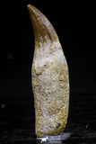 20765 - Top Quality 1.98 Inch Rooted Eremiasaurus heterodontus (Mosasaur) Tooth Cretaceous