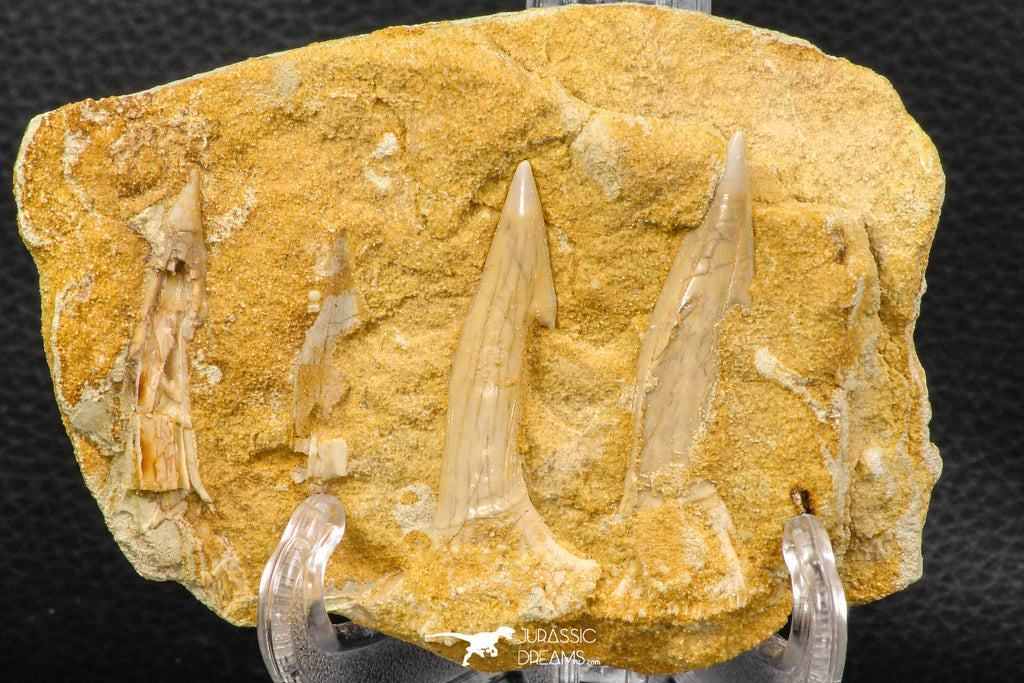 07742 - Top Rare 4.07 Inch Onchopristis numidus Sawfish Rostral Teeth in Anatomical Connection