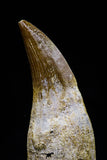 20765 - Top Quality 1.98 Inch Rooted Eremiasaurus heterodontus (Mosasaur) Tooth Cretaceous