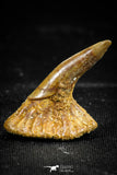 06091 - Beautiful 0.87 Inch Juvenile Onchopristis numidus Cretaceous Sawfish Rostral Tooth