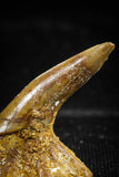 06091 - Beautiful 0.87 Inch Juvenile Onchopristis numidus Cretaceous Sawfish Rostral Tooth