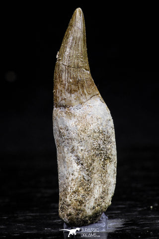 20766 - Top Quality 1.76 Inch Rooted Eremiasaurus heterodontus (Mosasaur) Tooth Cretaceous