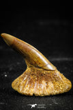 06091 - Beautiful 0.87 Inch Juvenile Onchopristis numidus Cretaceous Sawfish Rostral Tooth