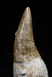 20766 - Top Quality 1.76 Inch Rooted Eremiasaurus heterodontus (Mosasaur) Tooth Cretaceous