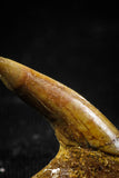 06091 - Beautiful 0.87 Inch Juvenile Onchopristis numidus Cretaceous Sawfish Rostral Tooth