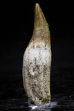 20766 - Top Quality 1.76 Inch Rooted Eremiasaurus heterodontus (Mosasaur) Tooth Cretaceous