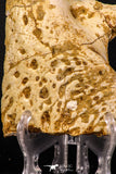 07743 - Beautiful 5.35 Inch Partial Unidentified Crocodile Skull Bone Late Cretaceous