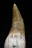 20766 - Top Quality 1.76 Inch Rooted Eremiasaurus heterodontus (Mosasaur) Tooth Cretaceous