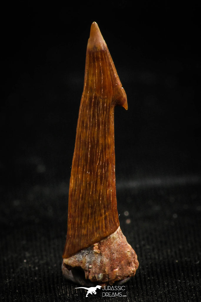 06092 - Beautiful Red 0.87 Inch Onchopristis numidus Cretaceous Sawfish Rostral Tooth