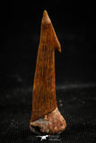 06092 - Beautiful Red 0.87 Inch Onchopristis numidus Cretaceous Sawfish Rostral Tooth