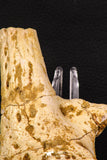07743 - Beautiful 5.35 Inch Partial Unidentified Crocodile Skull Bone Late Cretaceous