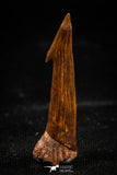 06092 - Beautiful Red 0.87 Inch Onchopristis numidus Cretaceous Sawfish Rostral Tooth