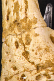07743 - Beautiful 5.35 Inch Partial Unidentified Crocodile Skull Bone Late Cretaceous