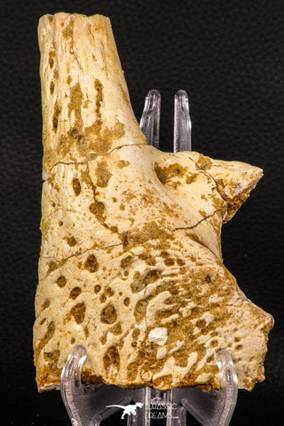 07743 - Beautiful 5.35 Inch Partial Unidentified Crocodile Skull Bone Late Cretaceous