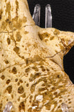 07743 - Beautiful 5.35 Inch Partial Unidentified Crocodile Skull Bone Late Cretaceous