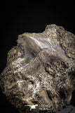 88918 - Top Rare 0.65 Inch Black Squalicorax pristodontus (Crow Shark) Tooth in Natural Matrix
