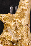 07743 - Beautiful 5.35 Inch Partial Unidentified Crocodile Skull Bone Late Cretaceous