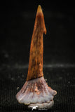 06093 - Top Quality 0.90 Inch Onchopristis numidus Cretaceous Sawfish Rostral Tooth