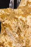 07743 - Beautiful 5.35 Inch Partial Unidentified Crocodile Skull Bone Late Cretaceous