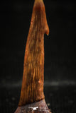 06093 - Top Quality 0.90 Inch Onchopristis numidus Cretaceous Sawfish Rostral Tooth