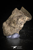 88920 - Top Rare 0.68 Inch Black Squalicorax pristodontus (Crow Shark) Tooth in Natural Matrix